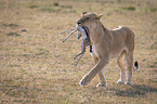 Lioness kills Thomson baby Gazelles