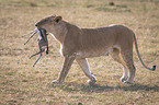 Lioness kills Thomson baby Gazelles