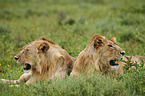 lying Lions