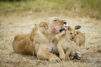 Lioness with cub