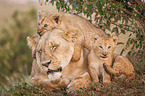 Lioness with cub