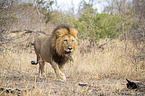 walking Lion