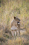 standing Lion