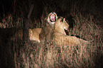 Lions at night