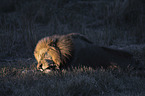 lying Lion