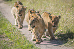walking Lions