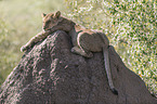 young Lion on a mound of earth