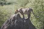 young Lion on a mound of earth