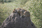 young Lion on a mound of earth