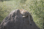 young Lion on a mound of earth