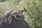 young Lion on a mound of earth