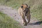 walking Lion