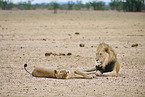 lion