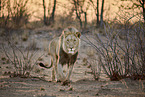 lion