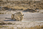 lion