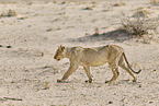 lion