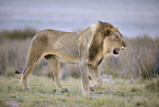 lion