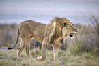 lion