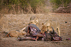 Lions eat buffalo