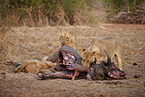 Lions eat buffalo