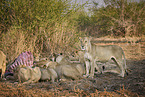 Lions eat buffalo