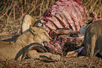 Lions eat buffalo