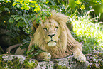 African Lion