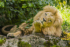 African Lion
