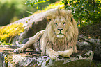 African Lion