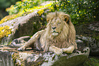 African Lion