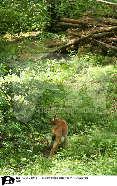 Luchs / lynx / AVD-01043