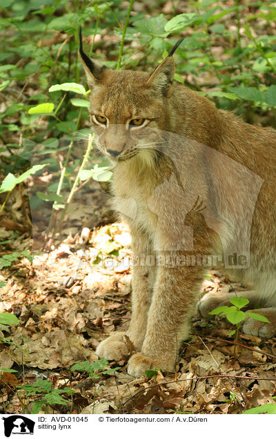 sitzender Luchs / sitting lynx / AVD-01045