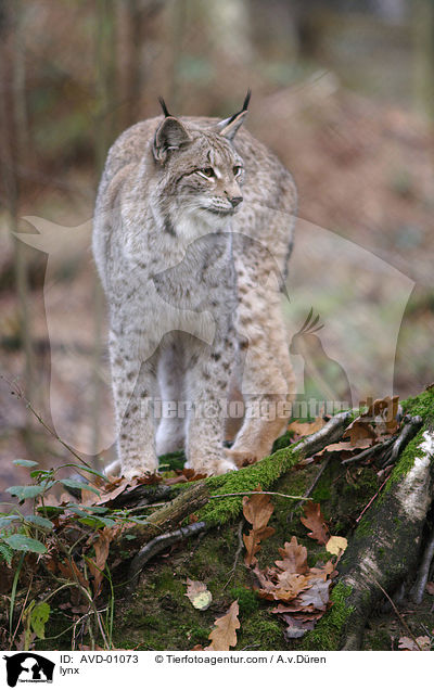 Luchs / lynx / AVD-01073