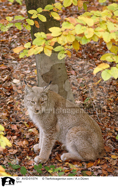 Luchs / lynx / AVD-01074