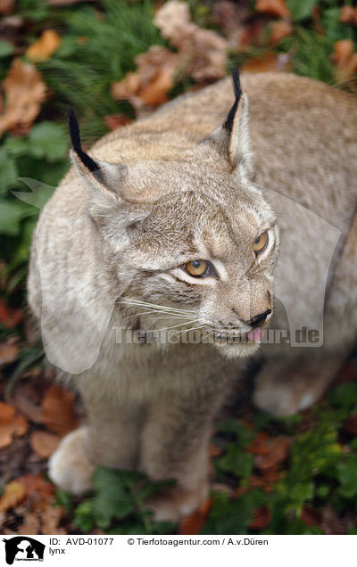 Luchs / lynx / AVD-01077