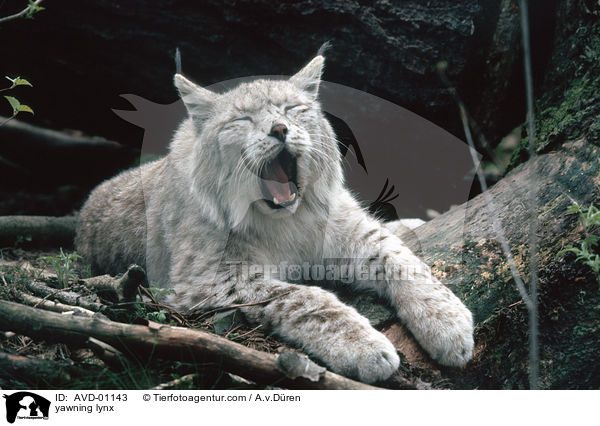 ghnender Luchs / yawning lynx / AVD-01143