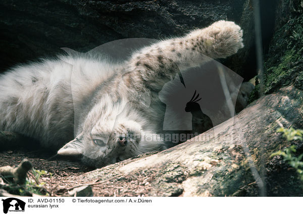 Eurasischer Luchs / eurasian lynx / AVD-01150