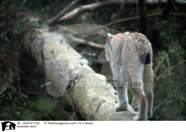 Eurasischer Luchs / eurasian lynx / AVD-01152