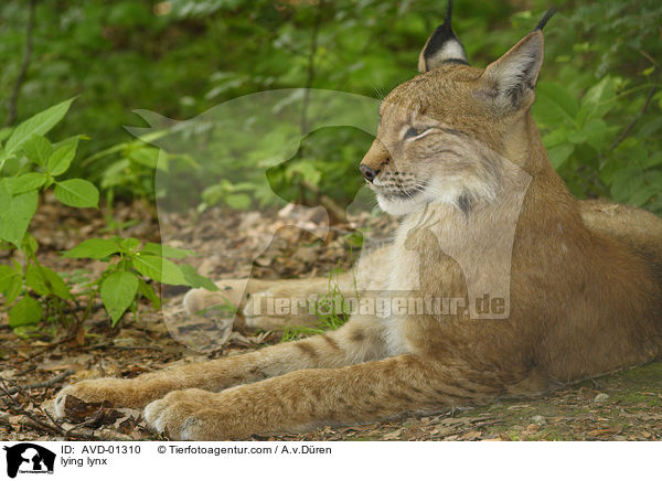 liegender Luchs / lying lynx / AVD-01310