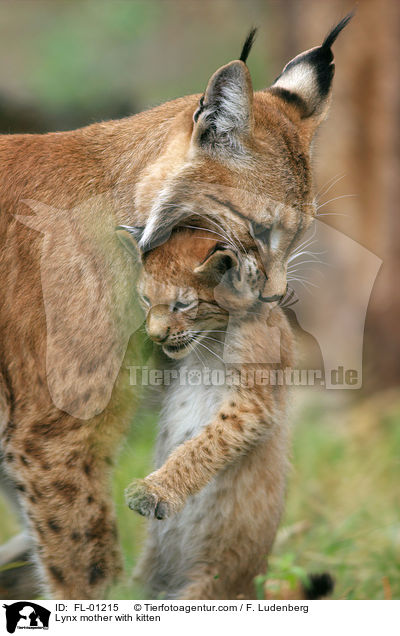 Luchs Mutter mit Welpen / Lynx mother with kitten / FL-01215