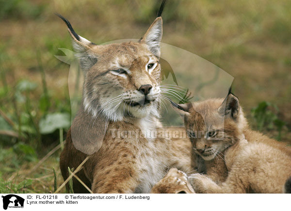 Luchs Mutter mit Welpen / Lynx mother with kitten / FL-01218