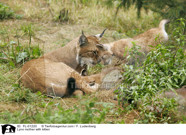 Luchs Mutter mit Welpen / Lynx mother with kitten / FL-01220