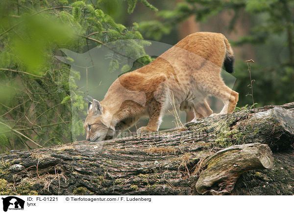 Luchs im Widgehege Granat in NRW bei Klein Reken / lynx / FL-01221