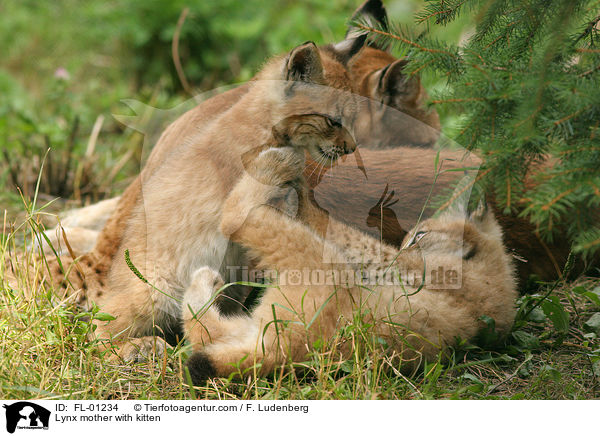 Luchs Mutter mit Welpen / Lynx mother with kitten / FL-01234