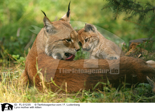 Luchs Mutter mit Welpen / FL-01235