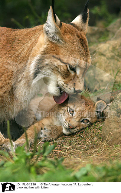 Luchs Mutter mit Welpen / Lynx mother with kitten / FL-01236