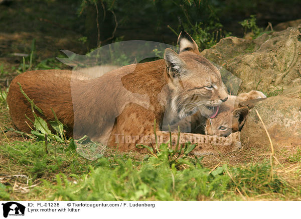 Lynx mother with kitten / FL-01238