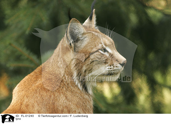 lynx / FL-01240