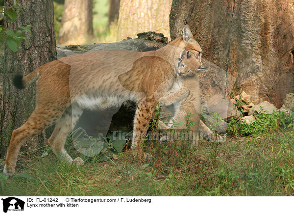 Lynx mother with kitten / FL-01242