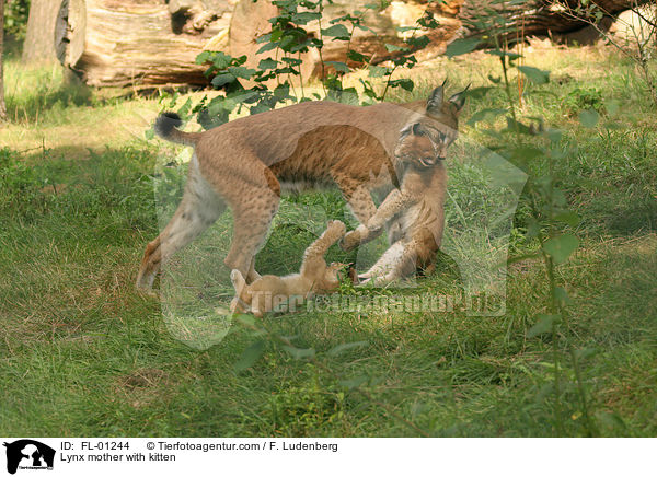 Luchs Mutter mit Welpen / Lynx mother with kitten / FL-01244